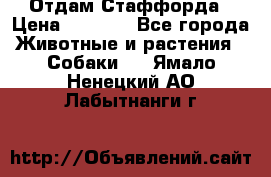 Отдам Стаффорда › Цена ­ 2 000 - Все города Животные и растения » Собаки   . Ямало-Ненецкий АО,Лабытнанги г.